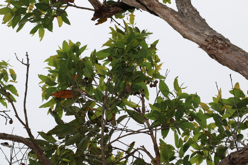 Image of Corymbia abergiana by (c) Greg Tasney, some rights reserved (CC BY-SA)