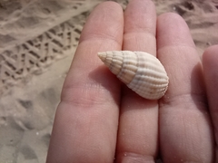 Tritia reticulata
