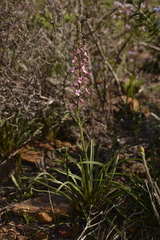 Stylidium elongatum