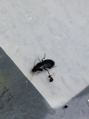 Pterostichus melanarius