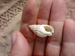 Tritia reticulata
