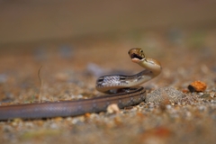 Coelognathus radiatus