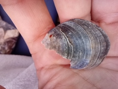 Mytilus galloprovincialis