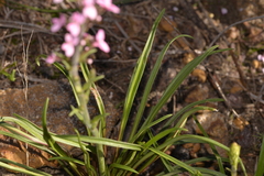 Stylidium elongatum