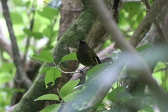 Anthornis melanura melanura