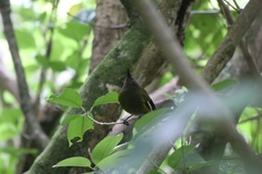 Anthornis melanura melanura