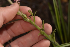 Stylidium elongatum