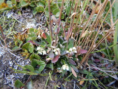 Draba hirta