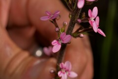 Stylidium elongatum