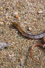 Coelognathus radiatus