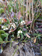 Draba hirta