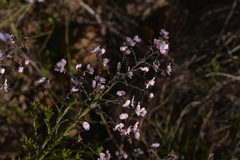 Diplopeltis huegelii