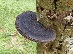 Amauroderma