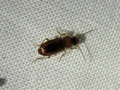 Stenolophus dissimilis