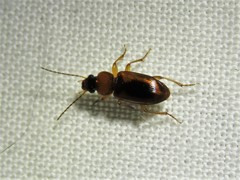 Stenolophus dissimilis