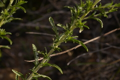 Diplopeltis huegelii