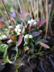 Draba hirta
