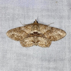Cleora repetita
