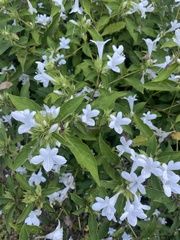 Barleria