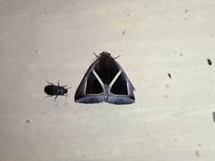 Chalciope mygdon