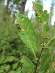 Salix aurita