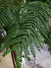 Jacaranda mimosifolia