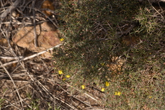 Hibbertia acerosa