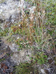 Draba hirta