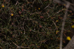 Hibbertia acerosa