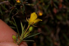 Hibbertia acerosa