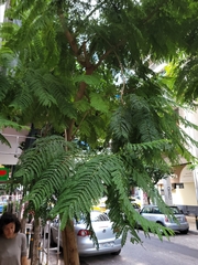 Jacaranda mimosifolia