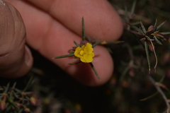 Hibbertia acerosa