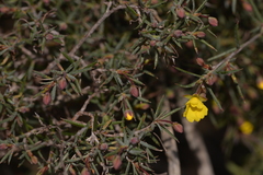 Hibbertia acerosa