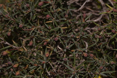 Hibbertia acerosa