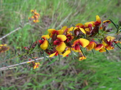 Dillwynia sericea