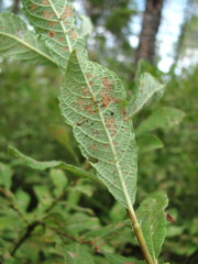 Salix aurita