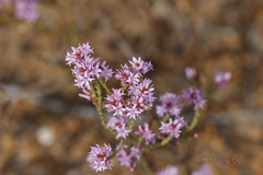 Andersonia parvifolia