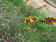 Dillwynia sericea