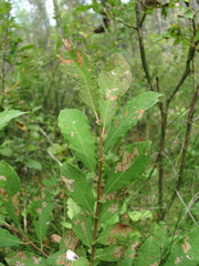 Salix aurita