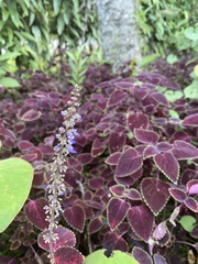 Coleus