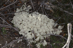Pulchrocladia retipora