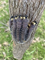 Perga affinis