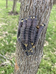 Perga affinis