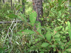 Salix aurita