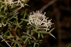 Proteaceae