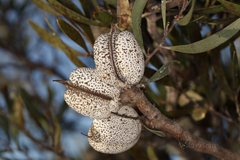 Hakea pandanicarpa