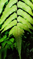Dryopteris scottii