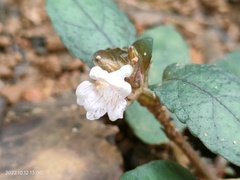 Strobilanthes reptans