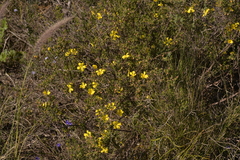 Hibbertia