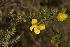 Hibbertia